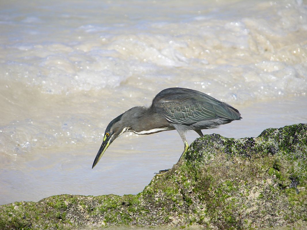 Galapagos 1-2-06 Bachas Lava Heron